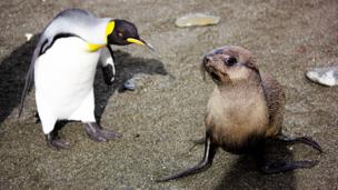 A young fur seal meets a king penguin (credit: Thebeccamurray / CC by 2.0)
