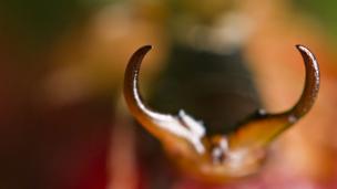 Earwig (credit: Johan J.Ingles-Le Nobel / CC by 2.0)