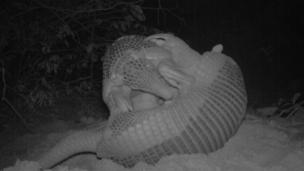 Alex the armadillo playing with his mum, 2014 (credit: Pantanal Giant Armadillo Project)