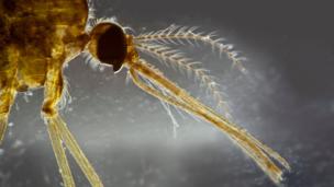 A malaria mosquito (Anopheles sp.) (Credit: Scenics & Science / Alamy)