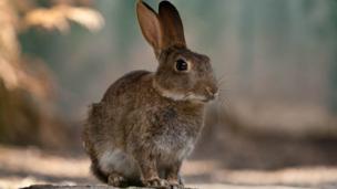 (Credit: Sophie Miller/CC 2.0)