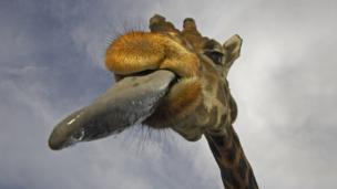 A giraffe, looking for love (Credit: Andy Rouse / NPL)
