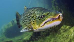 Brown salmon (Salmo trutta) (Credit: Linda Pitkin / 2020Vision / NPL)