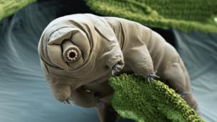 Secrets of invincible tardigrades