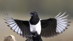 Why does Magpie steal shiny objects to decorate its nest Why does Magpie steal shiny objects to decorate its nest