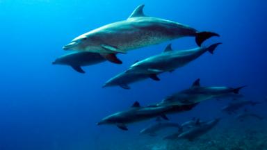 A pod of bottlenose dolphins (Tursiops truncatus) (Credit: Georgette Douwma/naturepl.com)