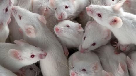 Mice on restricted diets live longer (SPL)
