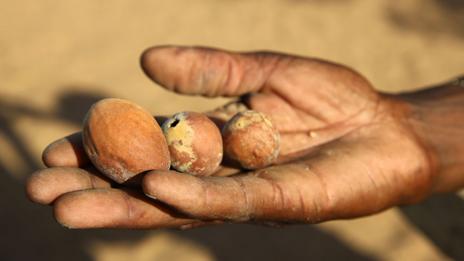Marula fruit (Thinkstock)
