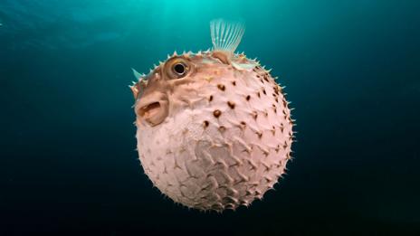 Pufferfish (Thinkstock)