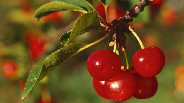 Cherries (credit: thomas lazar / NPL)