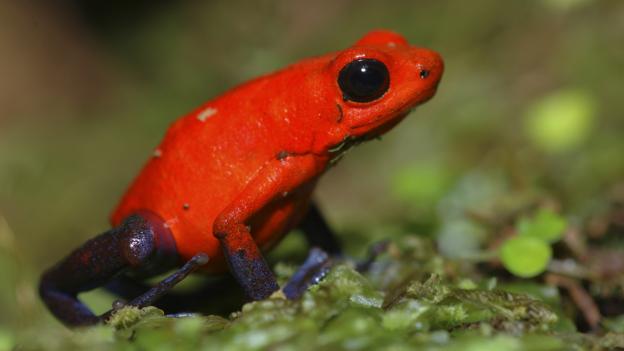 Strawberry poison dart frog (credit: edwin giesbers / NPL)
