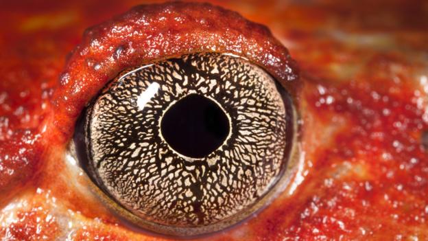 Tomato frog (credit: alex hyde / NPL)