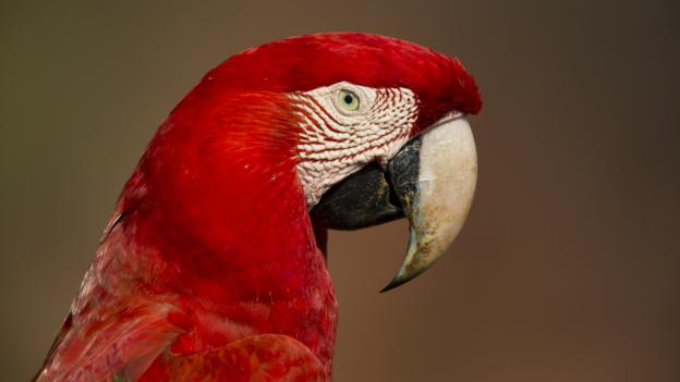 Red-and-green macaw (credit: hermann brehm / NPL)