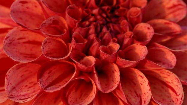 Red dahlia petals (credit: david shaw / Alamy)