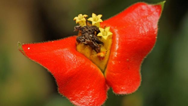 Hotlips flower (credit: buiten-beeld / Alamy)