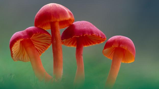 Scarlet hood mushrooms (credit: photoshot holdings ltd / Alamy)