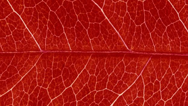 Virginia creeper leaf (credit: point-of-view / Alamy)