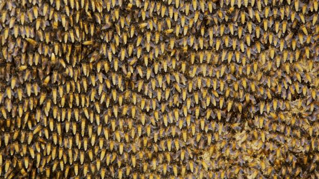 A nest of giant honey bees (credit: Tim Laman / NPL)