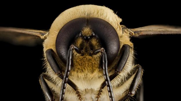 A drone honey bee (credit: USGS Bee Inventory and Monitoring Lab)