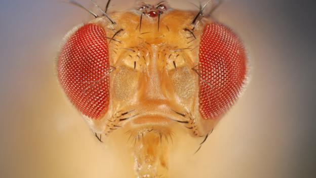 Fruit fly reproduction has been a controversial affair (credit: Solvin Zankl / NPL)