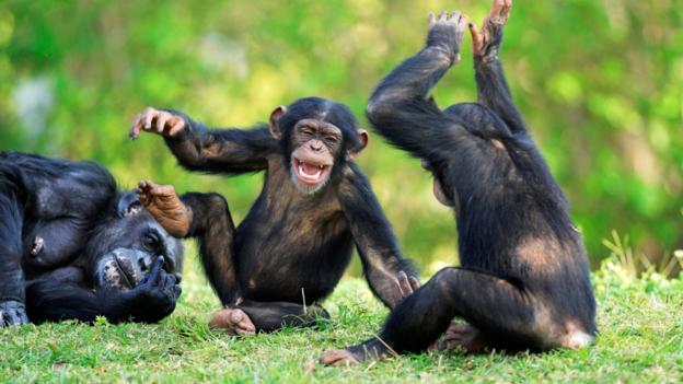 Chimpanzees can be quite similar to toddlers at times (Credit: Arco Images GmbH / Alamy)