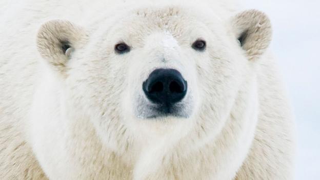 bbc earth polar bear teddy