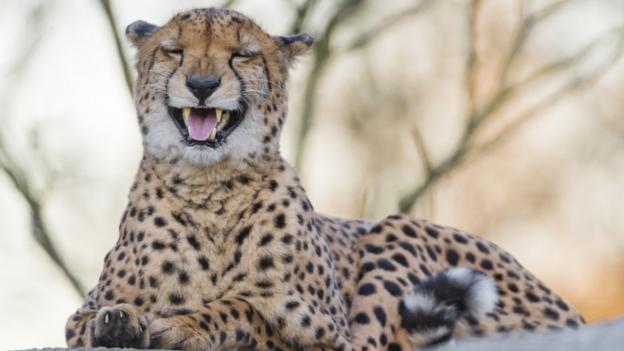 This cheetah has clear views on your foolishness (Credit: Tambako The Jaguar, CC by 2.0)