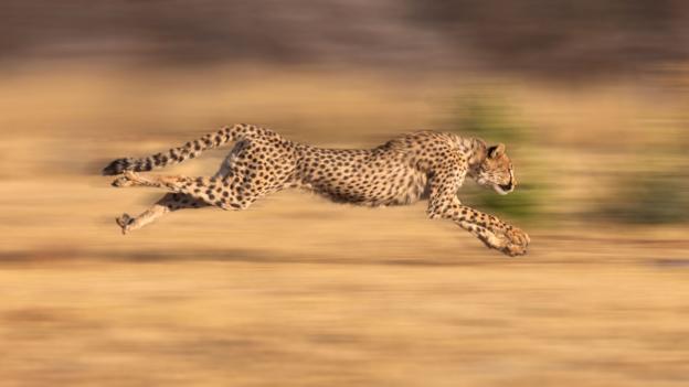 Not actually quicker than a ray of light, but still swift (Credit: Jim Zuckerman / Alamy)