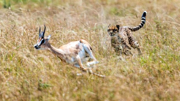 If you're hunting, it helps to be able to steer (Credit: Renato Granieri / Alamy)