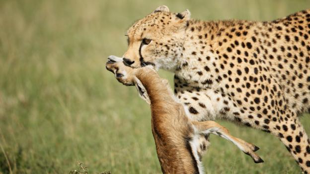 Another successful hunt (Credit: Uwe Skrzypczak / Alamy)