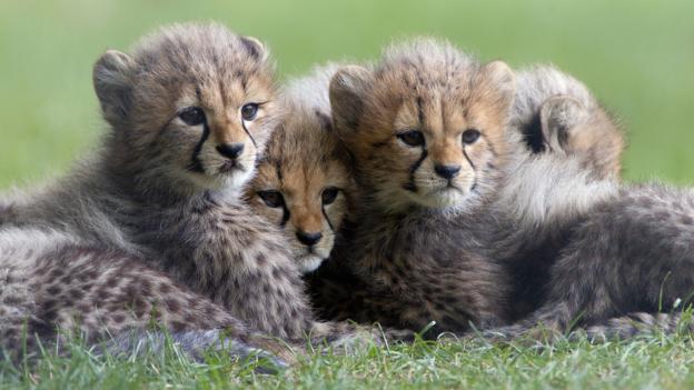 &quot;Sorry, how many of us did you say are going to die?&quot; (Credit: imageBROKER / Alamy)