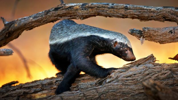This honey badger does not look like a cheetah cub (Credit: Johan Swanepoel / Alamy)