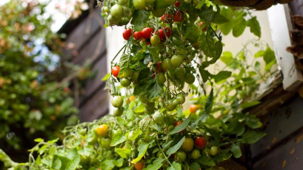 Tomato plants can receive signals from their neighbours (Credit: Tracy Gunn / Alamy)