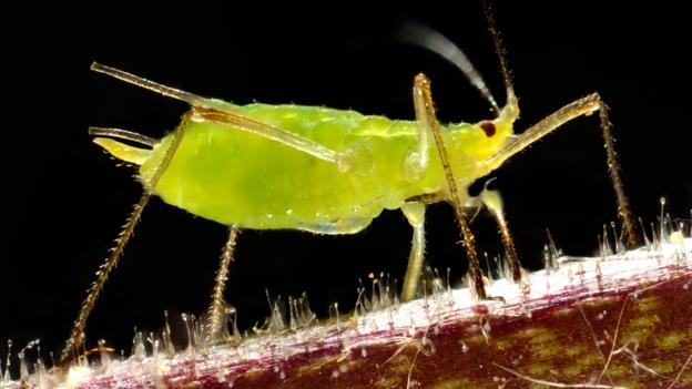 Pea aphids eat broad bean plants (Credit: Bildagentur-online / McPhoto-Weber / Alamy)