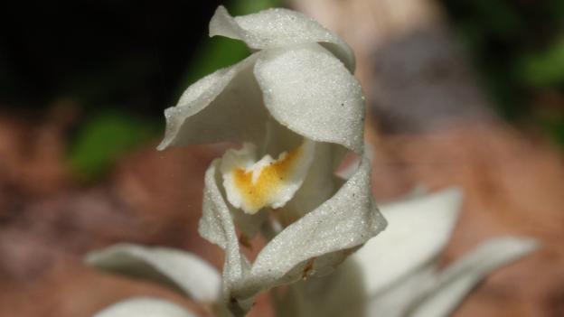 A phantom orchid (Cephalanthera austiniae) (Credit: Tom Hilton, CC by 2.0)