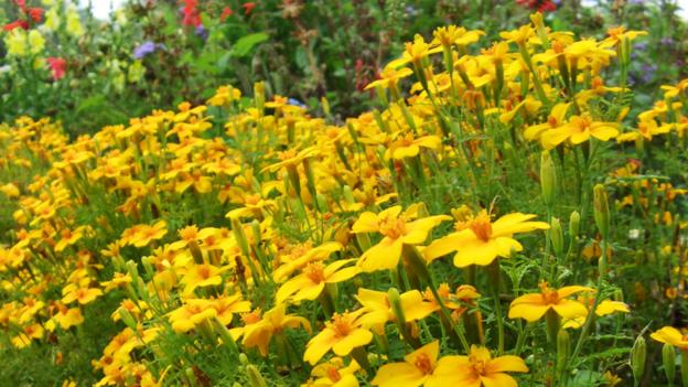Marigolds are distinctly unfriendly to their neighbours (Credit: blickwinkel / Alamy)