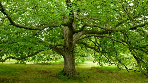 A black walnut tree (Juglans nigra) (Credit: foto-zone / Alamy)
