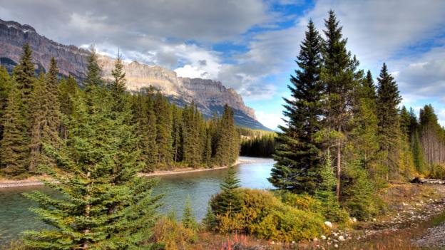 Trees and other plants are linked underground (Credit: All Canada Photos / Alamy)