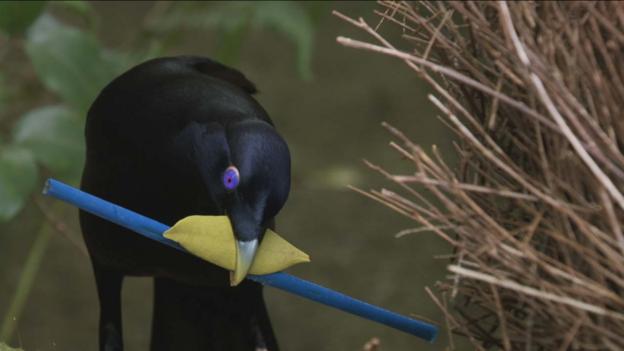 bbc earth the crazy courtship of bowerbirds bbc earth the crazy courtship of bowerbirds