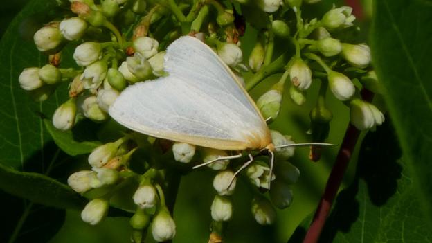 A delicate cycnia moth (Cycnia tenera) (Credit: Dendroica cerulea, CC by 2.0) A delicate cycnia moth (Cycnia tenera) (Credit: Dendroica cerulea, CC by 2.0)