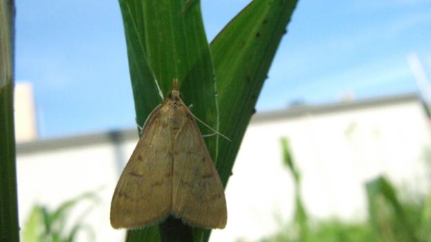 A female Asian corn borer (Ostrinia furnacalis) (Credit: Ryo Nakano) A female Asian corn borer (Ostrinia furnacalis) (Credit: Ryo Nakano)