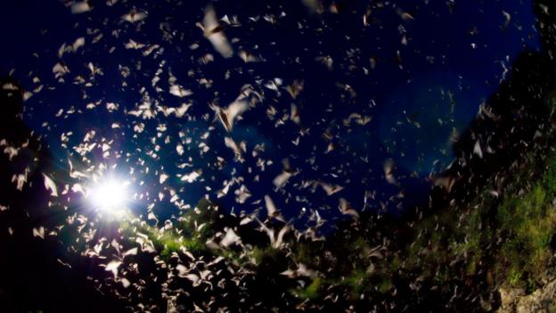 Mexican free-tailed bats (Tadarida brasiliensis) (Credit: Philip Dalton / Alamy) Mexican free-tailed bats (Tadarida brasiliensis) (Credit: Philip Dalton / Alamy)