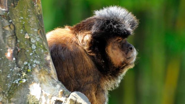 A tufted capuchin monkey (Cebus apella) (Credit: CuboImages srl / Alamy) A tufted capuchin monkey (Cebus apella) (Credit: CuboImages srl / Alamy)