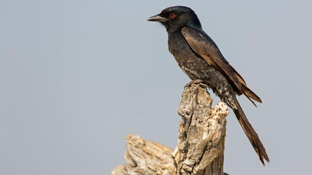 A fork-tailed drongo (Credit: Bildagentur-online / McPhoto-Schaef / Alamy) A fork-tailed drongo (Credit: Bildagentur-online / McPhoto-Schaef / Alamy)