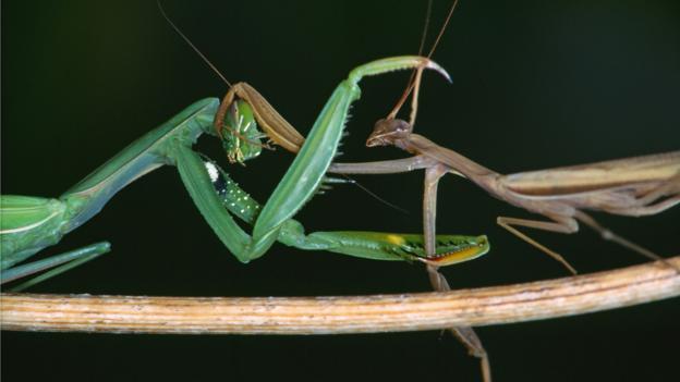 Bbc Earth Hungry Mantises Are Natures Femmes Fatales 3877