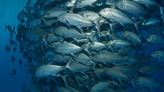 Schooling trevally (Credit: Spirit of Freedom) Schooling trevally (Credit: Spirit of Freedom)