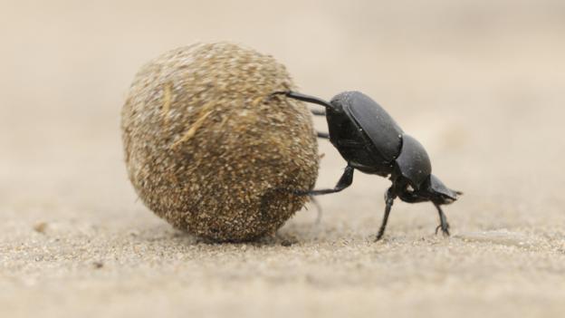 Dung beetles make the world (and dung) go round (Credit: Rolf Nussbaumer / NPL)