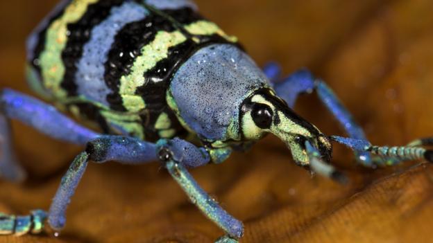Weevils are a highly specialised group of beetles (Credit: Visuals Unlimited / NPL)