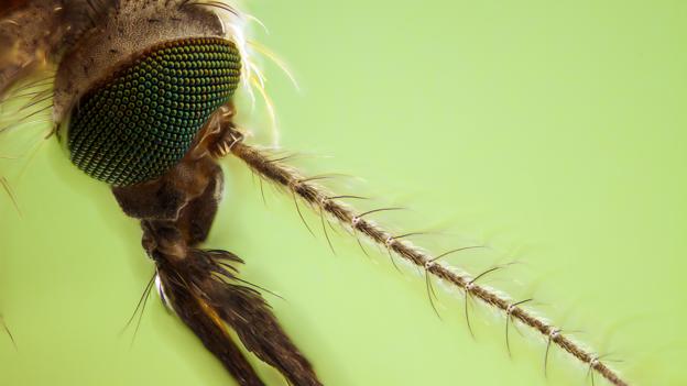Male mosquitoes can have their sperm modified by a bacterium (Credit: Phil Savoie / NPL)