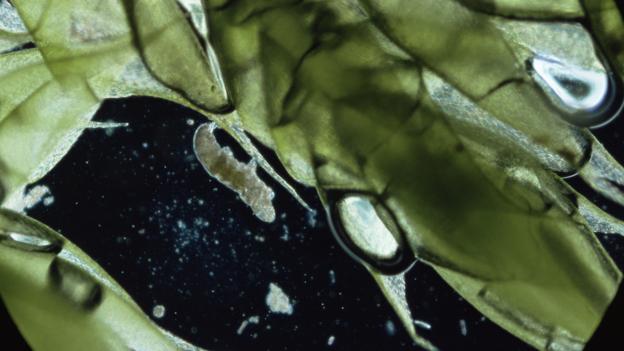 Tardigrada macrobiotus (Credit: Kim Taylor/NPL)